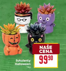 Billa Sukulenty Halloween nabídka