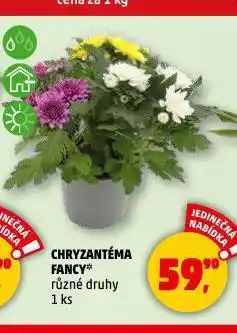 Penny Market Chryzantéma fancy nabídka