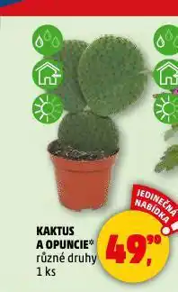 Penny Market Kaktus opuncie nabídka