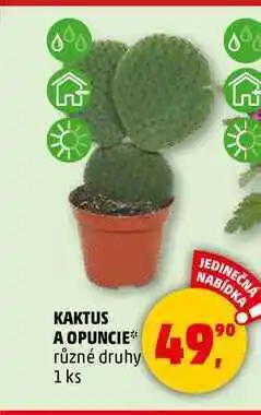 Penny Market KAKTUS A OPUNCIE, 1 ks nabídka