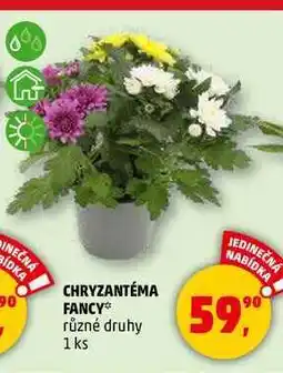 Penny Market CHRYZANTÉMA FANCY, 1 ks nabídka