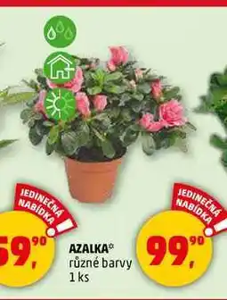 Penny Market AZALKA, 1 ks nabídka