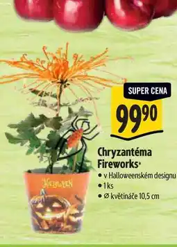 Albert Chryzantéma Fireworks, pr. květináče 10,5 cm nabídka