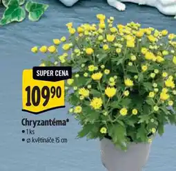 Albert Chryzantéma, pr. květináče 15 cm nabídka
