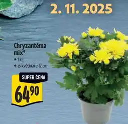 Albert Chryzantéma mix, pr. květináče 12 cm nabídka