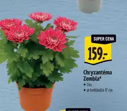 Albert Chryzantéma Zembla, pr. květináče 17 cm nabídka