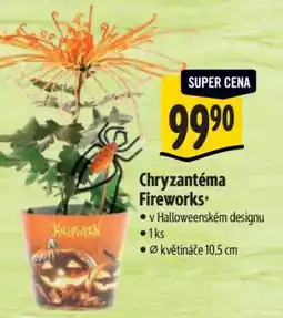 Albert Chryzantéma Fireworks nabídka