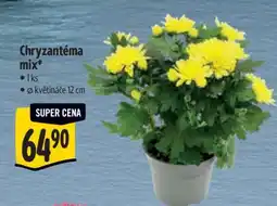 Albert Chryzantéma mix nabídka