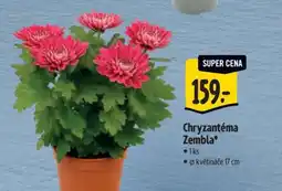 Albert Chryzantéma Zembla nabídka