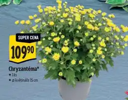 Albert CHRYZANTÉMA nabídka