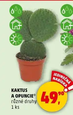 Penny Market Kaktus a opuncie nabídka