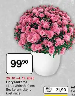 Tesco Chryzantéma, 1 ks, květináč 19 cm, bez keramického květináče nabídka