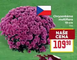 Billa Chryzantéma multiflora 19 cm 1ks nabídka