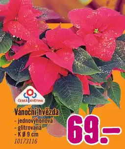 Hornbach Vánoční hvězda nabídka