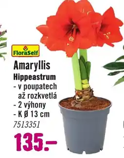 Hornbach Amaryllis Hippeastrum nabídka
