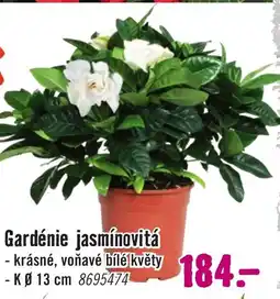 Hornbach Gardénie jasmínovitá nabídka