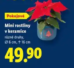Lidl MINI ROSTLINY V KERAMICE nabídka