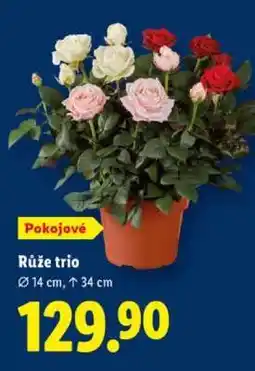 Lidl RŮŽE TRIO nabídka