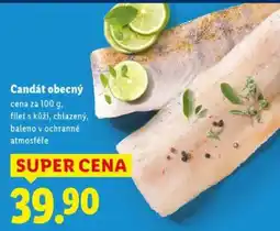 Lidl Candát obecný nabídka