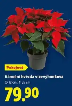Lidl VÁNOČNÍ HVĚZDA VÍCEVÝHONKOVÁ nabídka