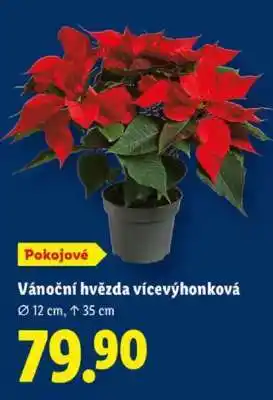 Lidl VÁNOČNÍ HVĚZDA VÍCEVÝHONKOVÁ nabídka