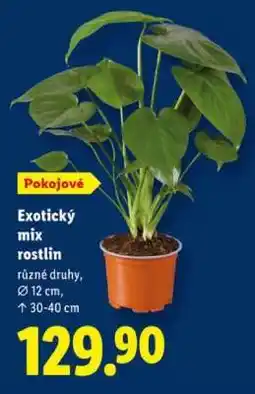 Lidl Exotický mix rostlin nabídka