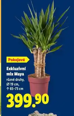 Lidl Exkluzivní mix maya nabídka