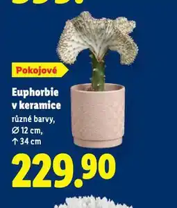 Lidl Euphoria v keramice nabídka