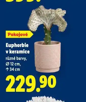 Lidl Euphoria v keramice nabídka