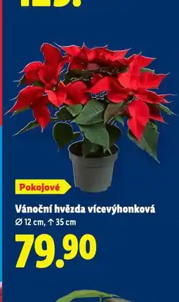 Lidl Vánoční hvězda vicevýhonová nabídka