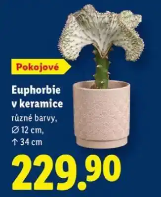 Lidl Euphorbie v keramice nabídka