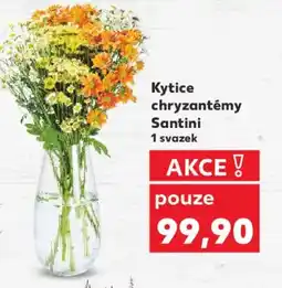 Kaufland Kytice chryzantémy Santini nabídka