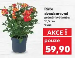Kaufland Růže dvoubarevná nabídka