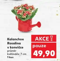 Kaufland Kalanchoe Rosalina v konvičce nabídka