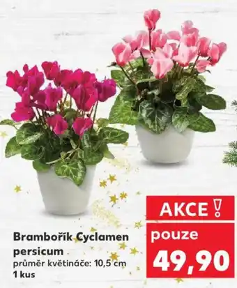 Kaufland Brambořík Cyclamen persicum nabídka