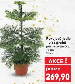 Kaufland Pokojová jedle nabídka