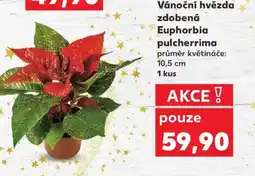 Kaufland Vánoční hvězda zdobená Euphorbia pulcherrima nabídka