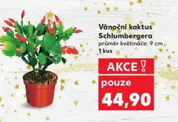 Kaufland Vánoční kaktus Schlumbergera nabídka