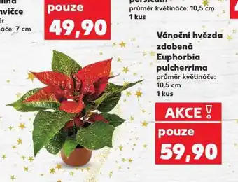 Kaufland Vánoční hvězda nabídka