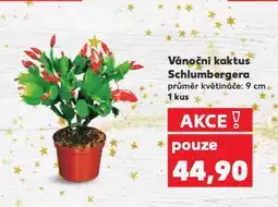 Kaufland Vánoční kaktus nabídka