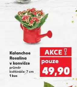 Kaufland Kalanchoe rostlina v konvičce nabídka