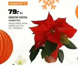 OBI Vánoční hvězda (poinsettia) nabídka