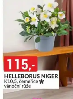 Baumax Helleborus niger nabídka