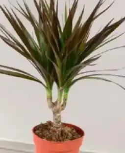 Baumax Dracaena * marginata k12 nabídka