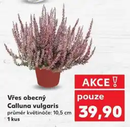 Kaufland Vřes obecný nabídka
