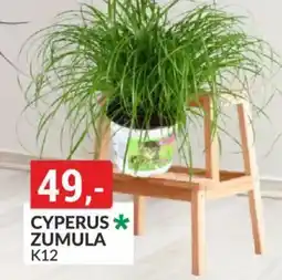 Baumax Cyperus zumula nabídka