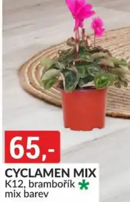Baumax Cyclamen mix nabídka