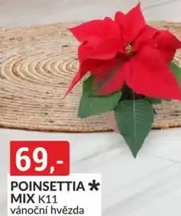Baumax Poinsettia mix k11 nabídka