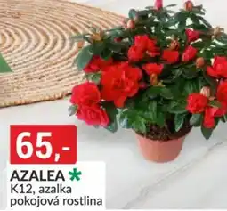Baumax Azalea nabídka