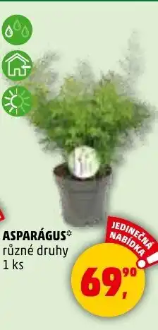Penny Market Asparagus nabídka